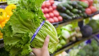 Semua jenis selada yang umum dikonsumsi hanya mengandung sebesar 10 hingga 20 kalori perporsi. Walau selada tak mengandung banyak protein, sayuran ini kaya akan folat, zat besi, vitamin A dan C. Foto: ilustrasi/thinkstock