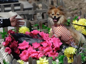 Festival Unik di China, Ziarah Ke Makam Hewan Kesayangan