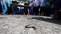 Ada juga lomba menangkap belut.
