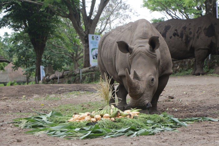 Sambut Hari Badak Sedunia, Ada Tumpeng Hingga Lomba Mewarnai di Taman Safari