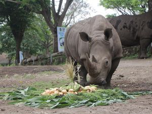 Sambut Hari Badak Sedunia, Ada Tumpeng Hingga Lomba Mewarnai di Taman Safari