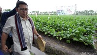 Ketua Umum Himpunan Kerukunan Tani Indonesia (HKTI) Fadli Zon melihat perkebunan tembakau yang siap di panen dan melakukan panen raya.