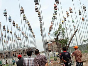 Ratusan Perkutut Berebut Piala Bupati Pasuruan