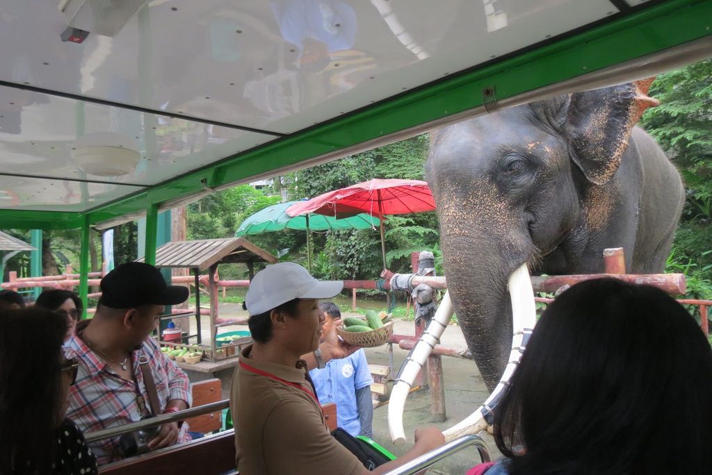 Mobil shuttle melewati kandang gajah (Fitraya/detikTravel)