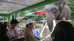 Ketika Panda Ada di Thailand