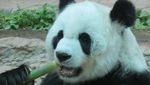 Ketika Panda Ada di Thailand