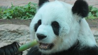 Foto: Tampak Lin Hui sedang mengunyah bambu. Mereka makan batang bambu yang masih muda (Fitraya/detikTravel)