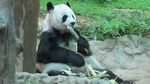 Ketika Panda Ada di Thailand