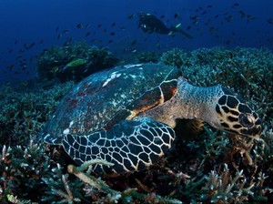 Warga Singapura-Malaysia Makin Pede Jual Paket Labuan Bajo