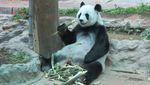 Ketika Panda Ada di Thailand