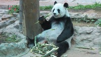 Foto: Ini dia panda khas China. Dalam kandang yang cukup luas, kita bisa melihat tingkah laku mereka (Fitraya/detikTravel)