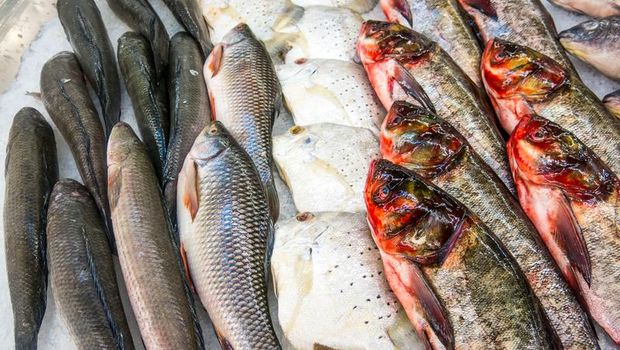 Huaah! Sengatan Pedas Ikan Tombur Bikin Lidah Bergetar
