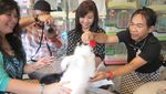 Kelinci di Thailand Bisa Angkat Barbel & Dorong Troli