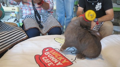 Kelinci di Thailand Bisa Angkat Barbel & Dorong Troli