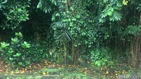 Kolam Aik Buka sendiri dilewati oleh saluran irigasi yang bersumber mata air Aik Bune. Kawasan kolam ini berada di perbukitan dan di dalam area hutan lindung (Ahmad Masaul Khoiri/detikTravel)