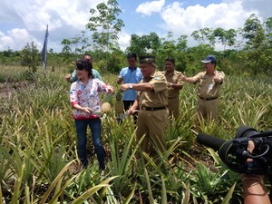 Melihat Agrowisata Nanas dan Lada Unggulan Belitung