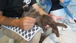 Kelinci di Thailand Bisa Angkat Barbel & Dorong Troli