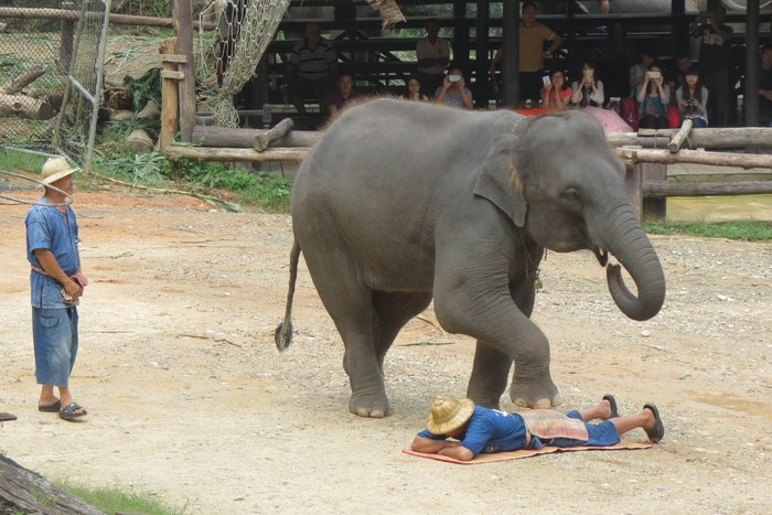 Maesa Elephant Camp, penangkaran gajah di Chiang Mai