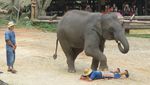 Wow! Gajah di Thailand Bisa Melukis dan Main Bola