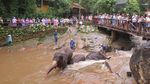 Wow! Gajah di Thailand Bisa Melukis dan Main Bola