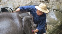 Foto: Mereka diurus oleh para mahout, alias pawang. Seorang mahout dengan cekatan menyikat kulit gajah dengan sikat besar (Fitraya/detikTravel)