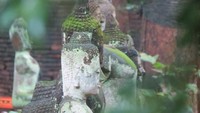 Daerah sekitar vihara penuh hutan rimbun dengan bebatuan penuh lumut dan lembab. Jejeran patung Buddha yang dibiarkan diterpa cuaca sampai berlumut atau pecah (Fitraya/detikTravel)