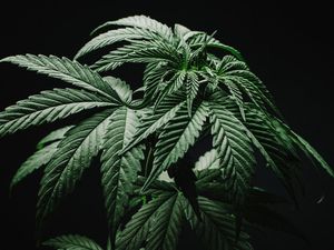 Tren Pemakaian Ganja di Dunia Kecantikan yang Masih Jadi Kontroversi