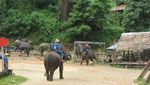 Wow! Gajah di Thailand Bisa Melukis dan Main Bola