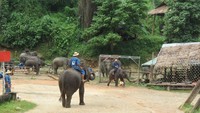 Foto: Selanjutnya adalah pertandingan sepakbola gajah. Si gajah diberikan bola dan main adu pinalti dengan gajah yang menjadi kiper (Fitraya/detikTravel)
