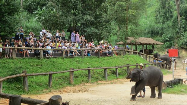  Gajah  Thailand Main Bola Itu Biasa Gajah  yang Ini Melukis  