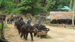 Wow! Gajah di Thailand Bisa Melukis dan Main Bola