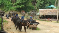 Foto: Inilah tempat Elephant Show. Pertunjukan dibuka dengan gajah berparade keliling arena (Fitraya/detikTravel)