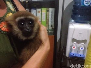 BBTNGL Amankan Owa dari Masyarakat di Bukit Lawang, Sumut