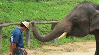 Foto: Seekor gajah memasang topi milik pawangnya. Penonton tertawa melihat tingkah gajah yang lucu (Fitraya/detikTravel)