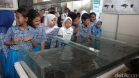 Siswa-siswi SD belajar mengenakan penyelamatan penyu dari komunitas pelestari Penyu Pantai Pelangi Bantul.