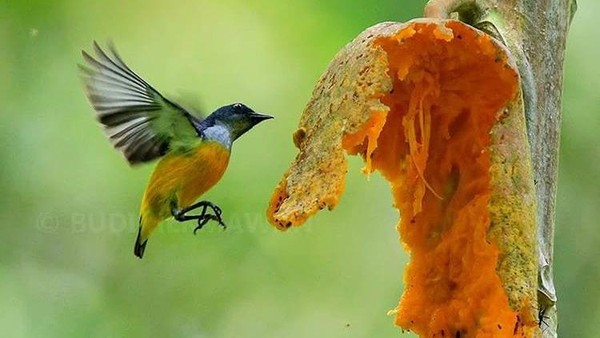 Berburu Burung Bersenjatakan Kamera