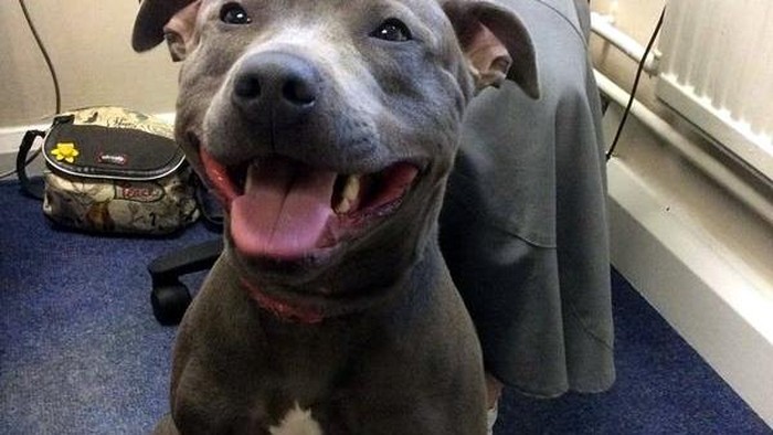 Hilang 8 Bulan, Anjing Ini Ditemukan di Bandara Manchester