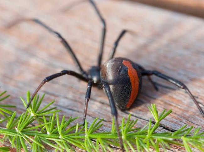 Binatang-binatang Ini Tercatat Pernah Masuk ke Telinga Manusia