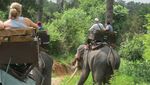 Naik Gajah di Hutan Rimba Thailand, Seru Banget!