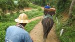 Naik Gajah di Hutan Rimba Thailand, Seru Banget!