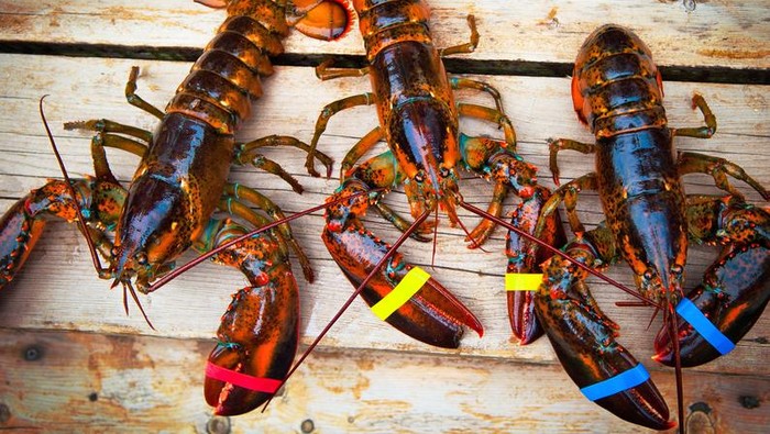 lobster lobster