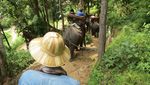 Naik Gajah di Hutan Rimba Thailand, Seru Banget!