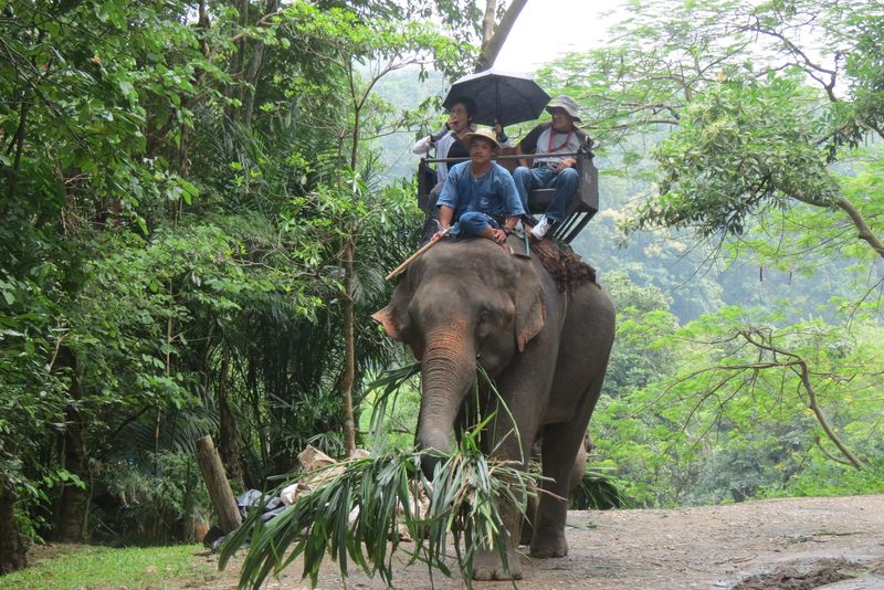 Safari Gajah Chiang Mai Kegiatan wisata safari naik gajah di Maesa Elephant Camp Chiang Mai