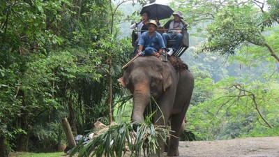 Naik Gajah di Hutan Rimba Thailand, Seru Banget!
