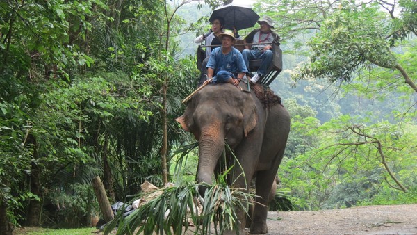 Naik Gajah di Hutan Rimba Thailand, Seru Banget!