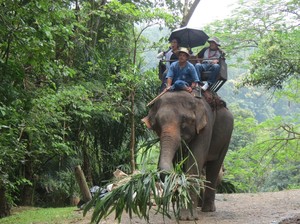 Naik Gajah di Thailand, Ini yang Terjadi Kemudian