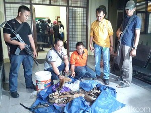 BBKSDA Riau Gagalkan Penjualan Kulit Harimau Sumatera