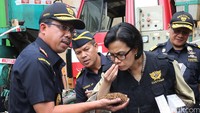Menteri Keuangan Sri Mulyani  mencium aroma tembakau yang belum dilinting menjadi rokok siap konsumsi.