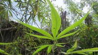Warga desa di sini juga menanam pohon ganja di pekarangan rumah. Itu sudah bagian dari budaya mereka. Ganja bukan untuk teler, tapi dipakai untuk pewarna baju (Fitraya/detikTravel)