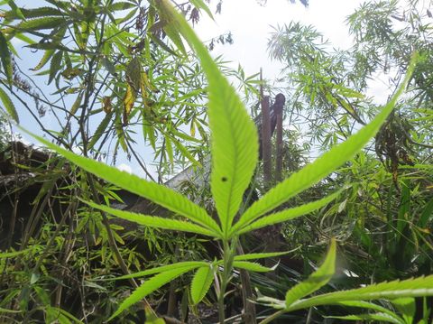 Daun ganja di desa Suku Karen (Fitraya/detikTravel)